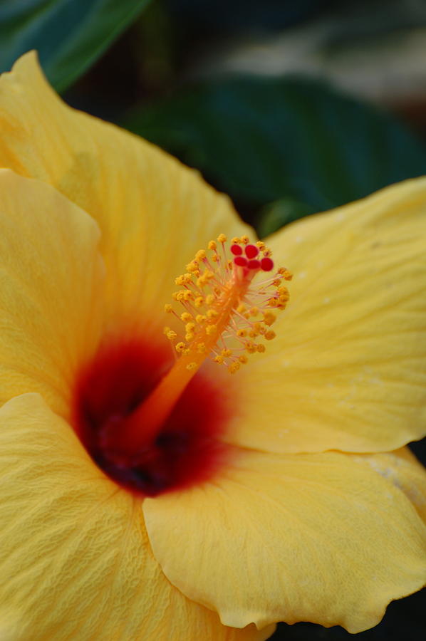 Hibiscus Photograph by Sophie Bouchard - Fine Art America