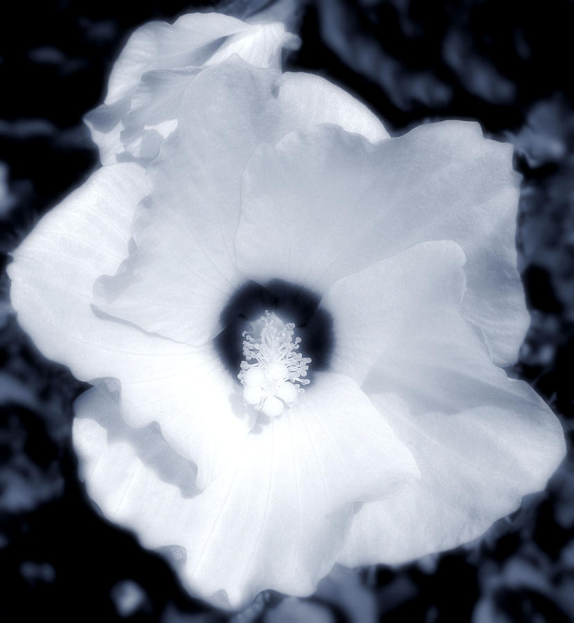 Hibiscus Seduction Photograph by Lora Fisher