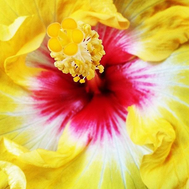 Summer Photograph - Hibiscus by Soleil Fox Studio