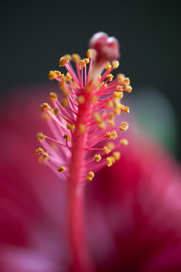Hibiscus Stamen Photograph by Carole Hinding