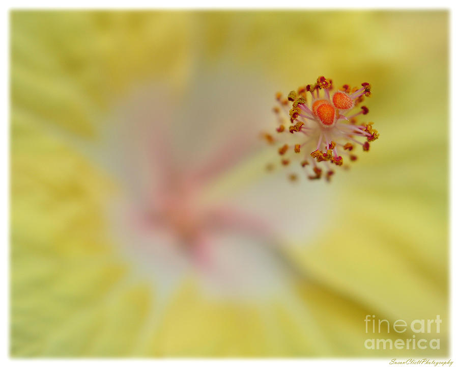 Hibiscus Stamen Photograph by Susan Cliett