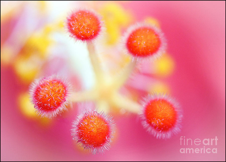 Flowers Still Life Photograph - Hibiscus Stigmas by Judi Bagwell