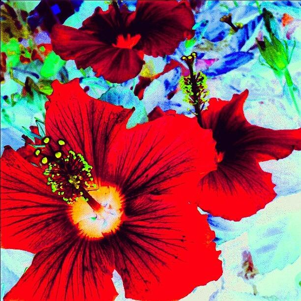 Droid Photograph - Hibiscus Tropicale #android by Marianne Dow