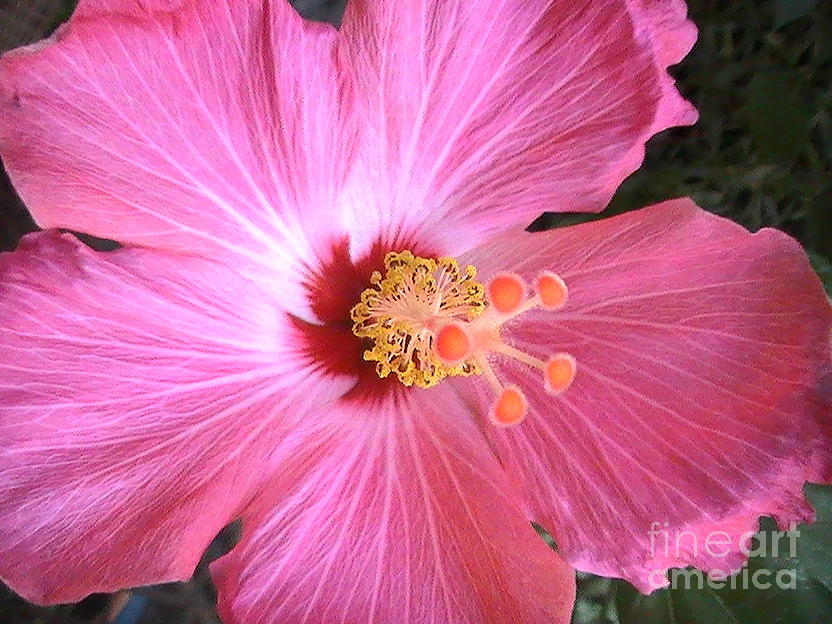 Hibiscus Photograph by Victor Rodriguez