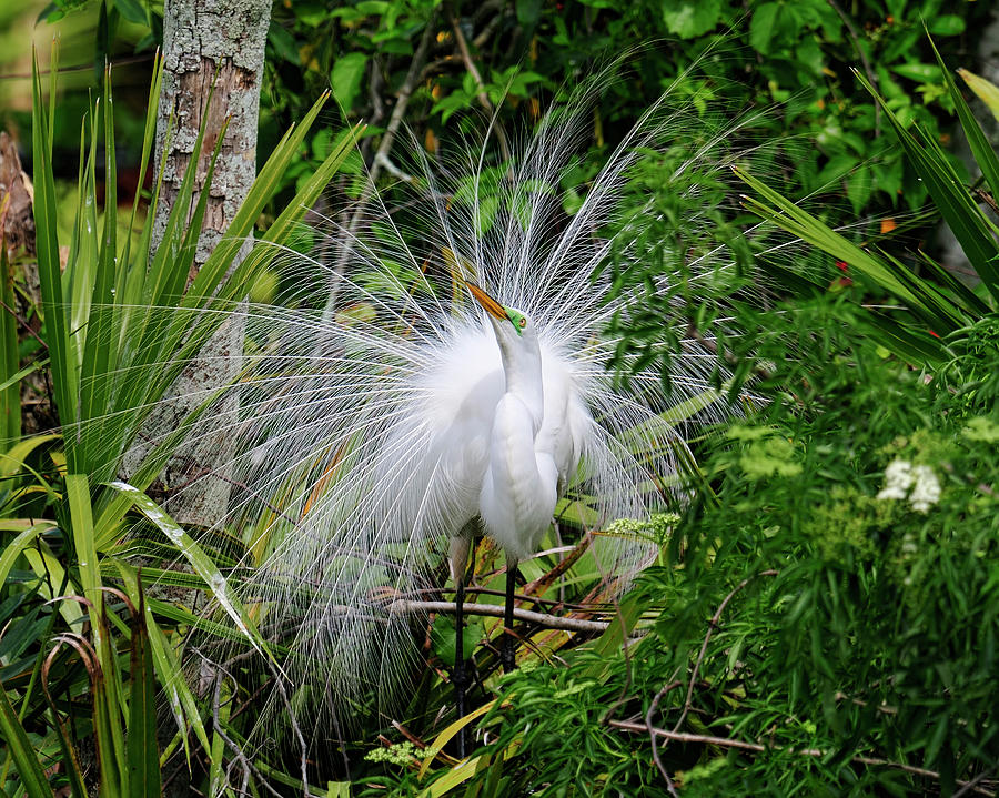 Hidden Beauty Photograph by Bill Dodsworth