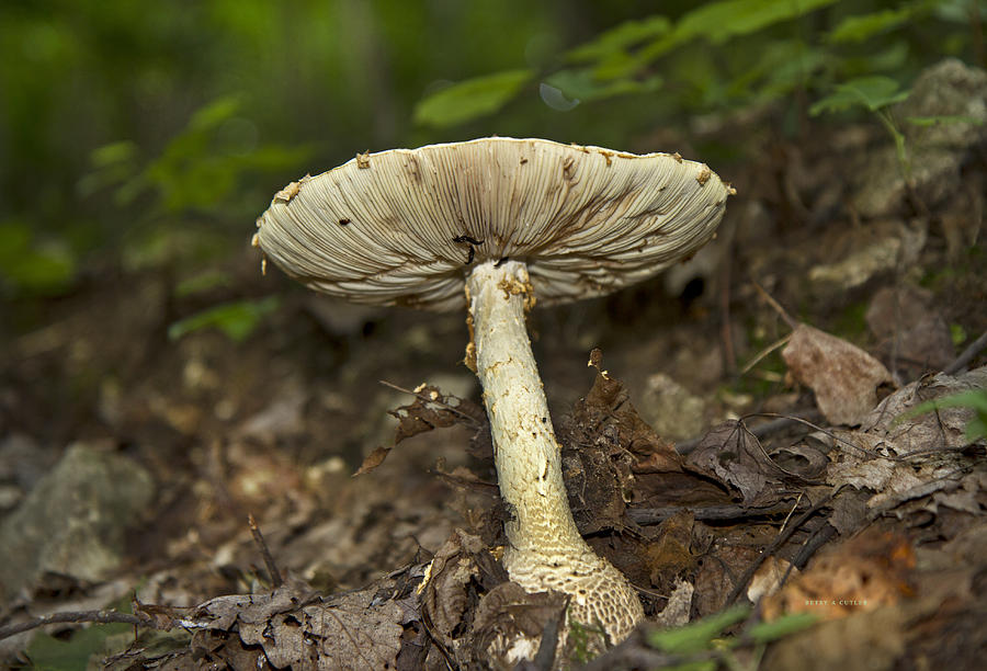 Mushroom Photograph - Hidden  by Betsy Knapp