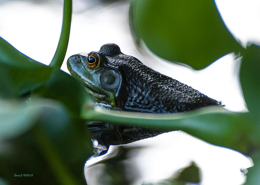 Hidden Bull Frog Photograph by Stephen Johnson