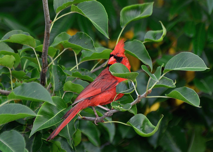 Cardinal Photograph - Hidden Cardinal - 51006159c by Paul Lyndon Phillips