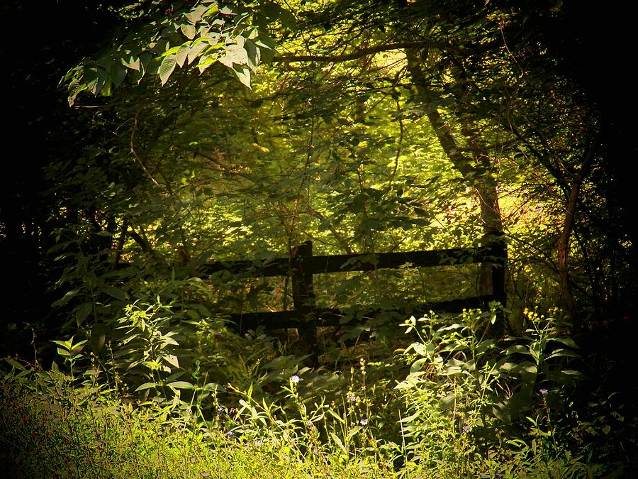 Hidden Fence Photograph by Joyce Kimble Smith