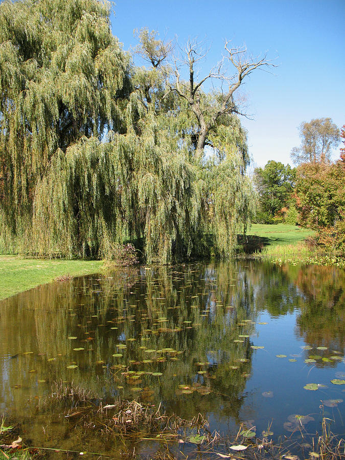 Hidden Lake Gardens Photograph By Gil Kanat