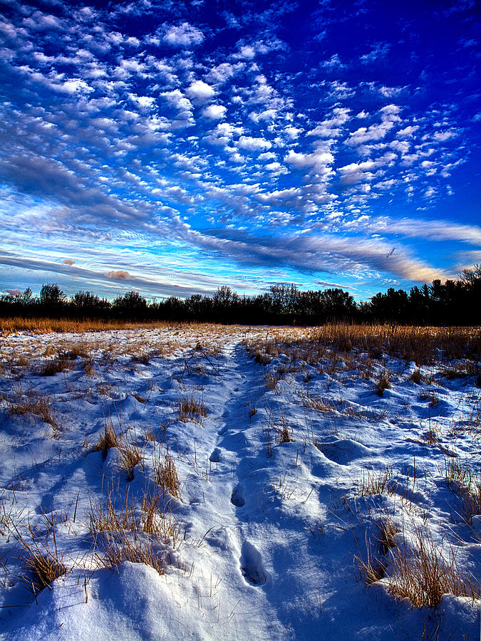 Hidden Meadow Photograph by Phil Koch