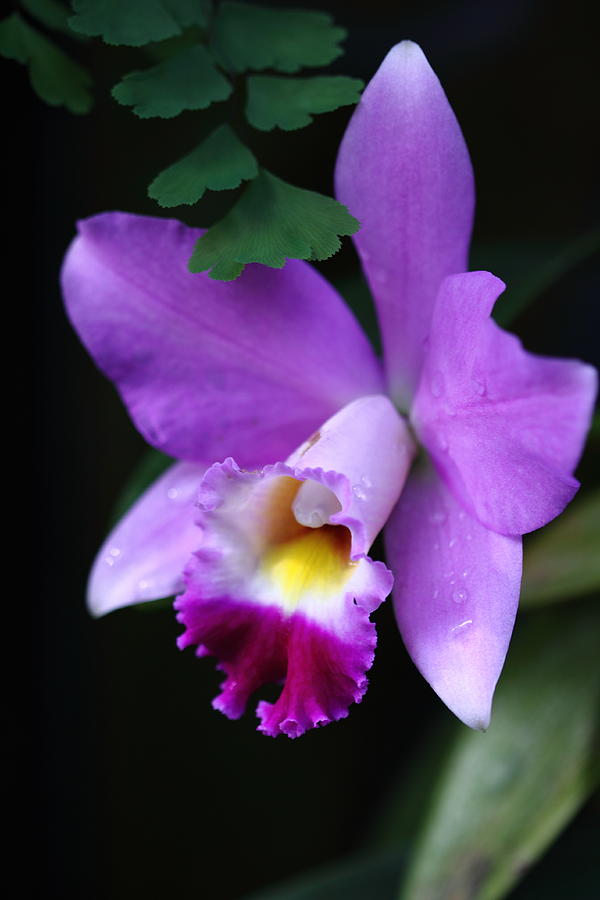 Hidden Orchid Photograph