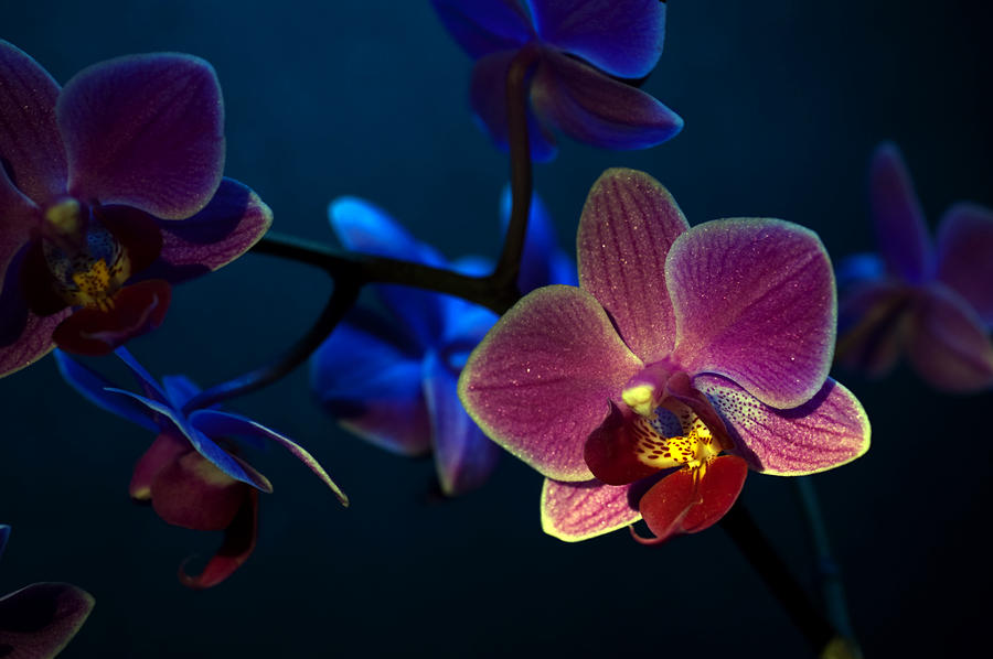 Hidden Orchid Photograph by Philip Clift - Pixels