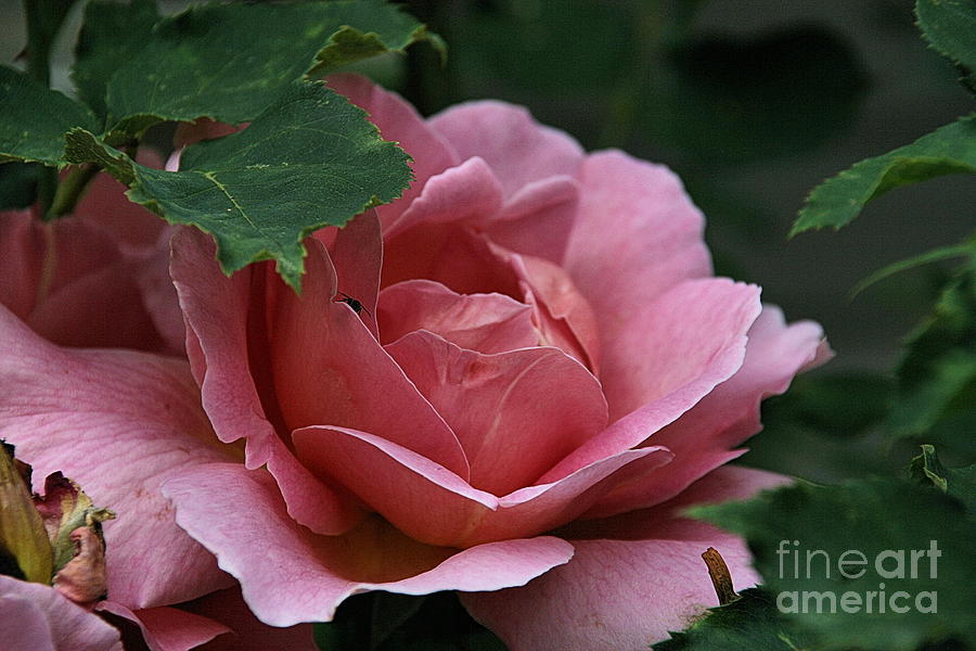 Hidden pink splendor Photograph by Marion Headrick - Fine Art America