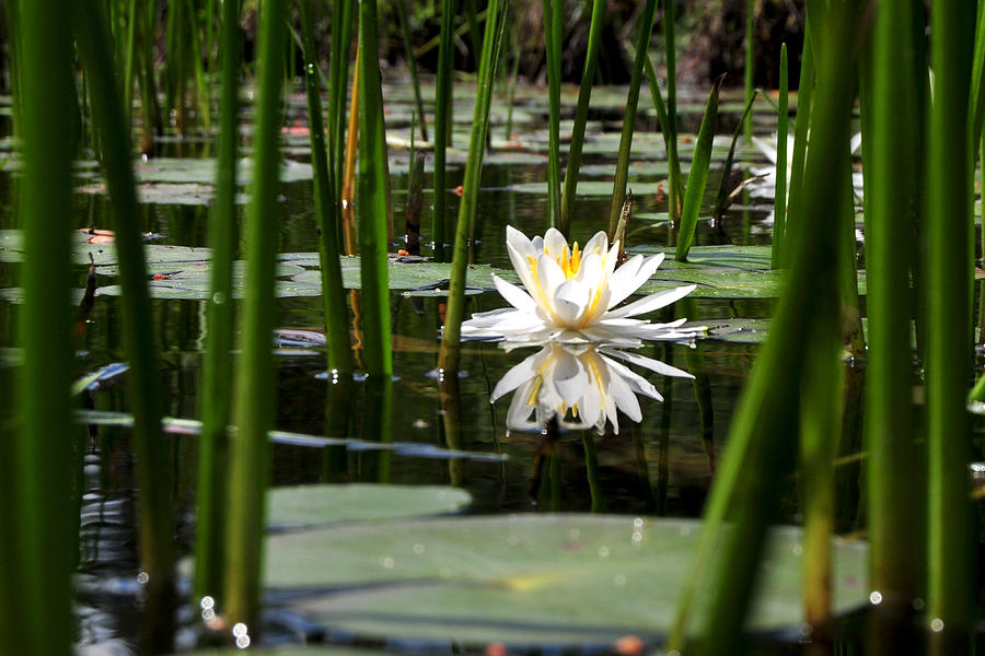 Hidden Water Lily Photograph by Peter DeFina