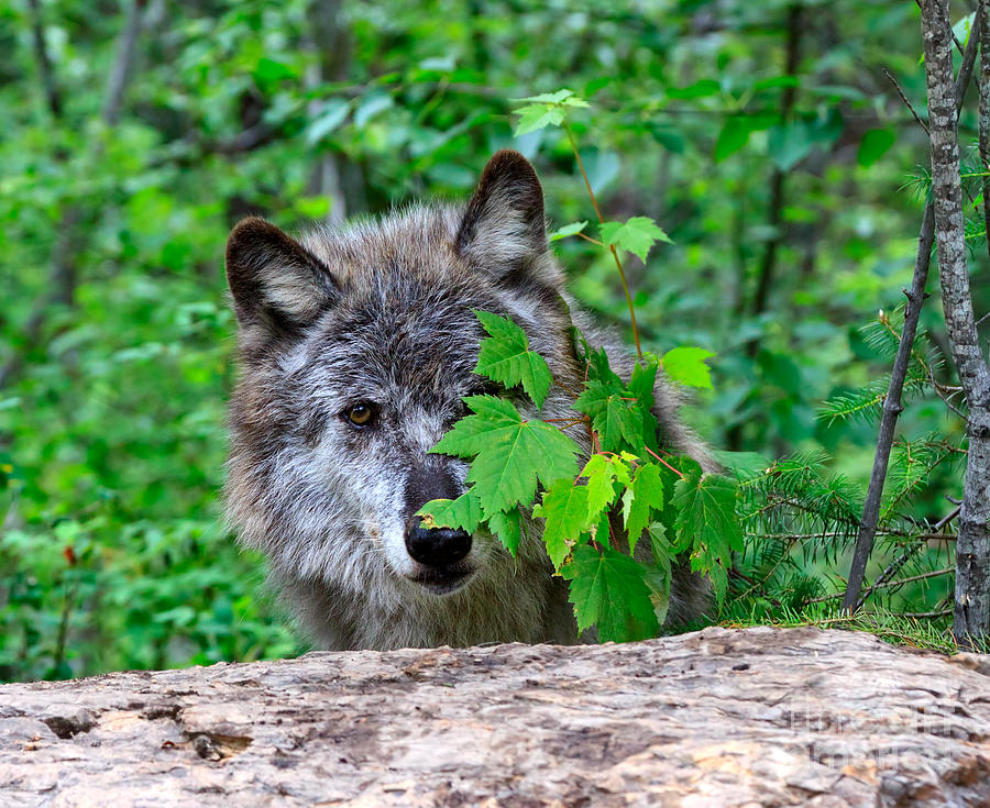 Wolves Photograph - Hiding Behind the Leaves by Louise Heusinkveld