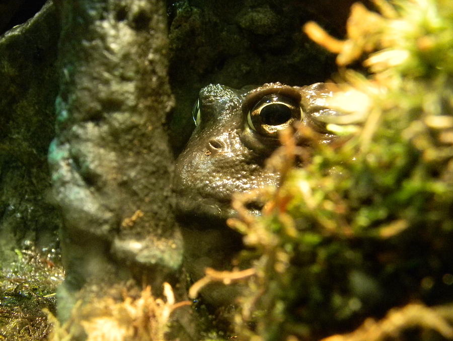 Nature Photograph - Hiding Frog by Cat Rondeau