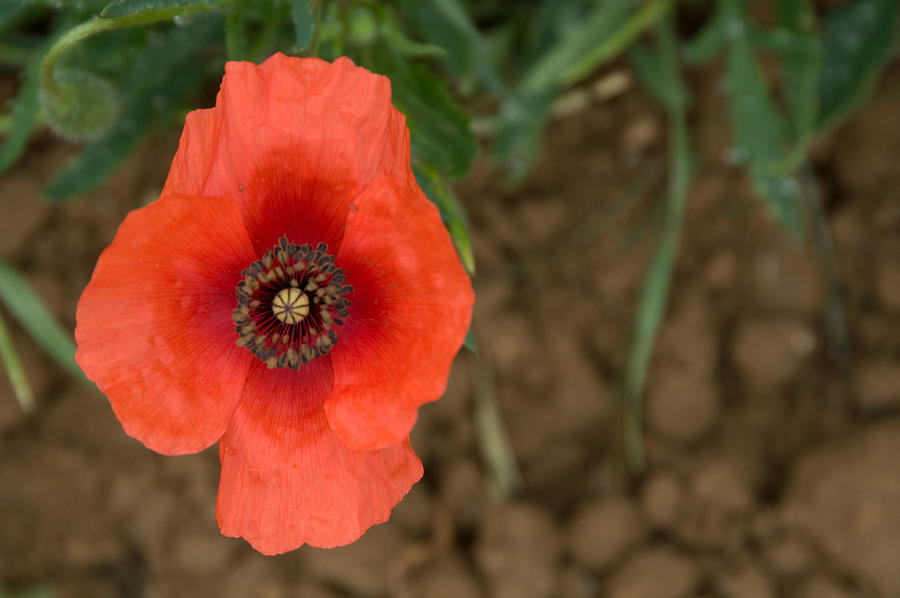 High Angle Close-up Of Poppy Flower Photograph by Jupiterimages