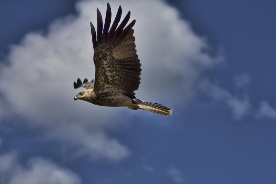 Nature Photograph - High as a Kite V2 by Douglas Barnard
