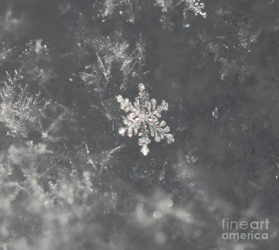 High Contrast Snowflake Photograph by Donna L Munro