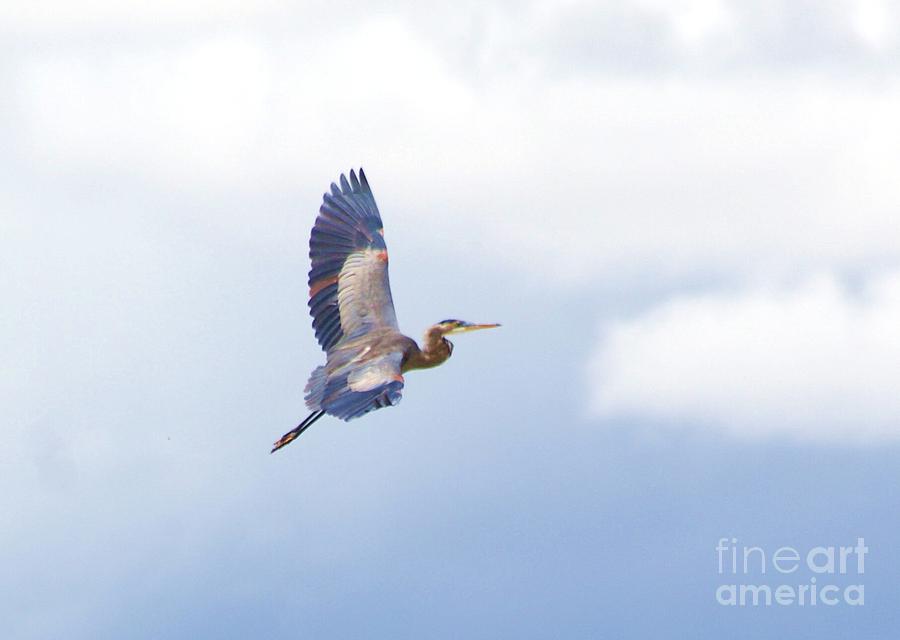 High Flying Blue Heron  Photograph by John  Kolenberg