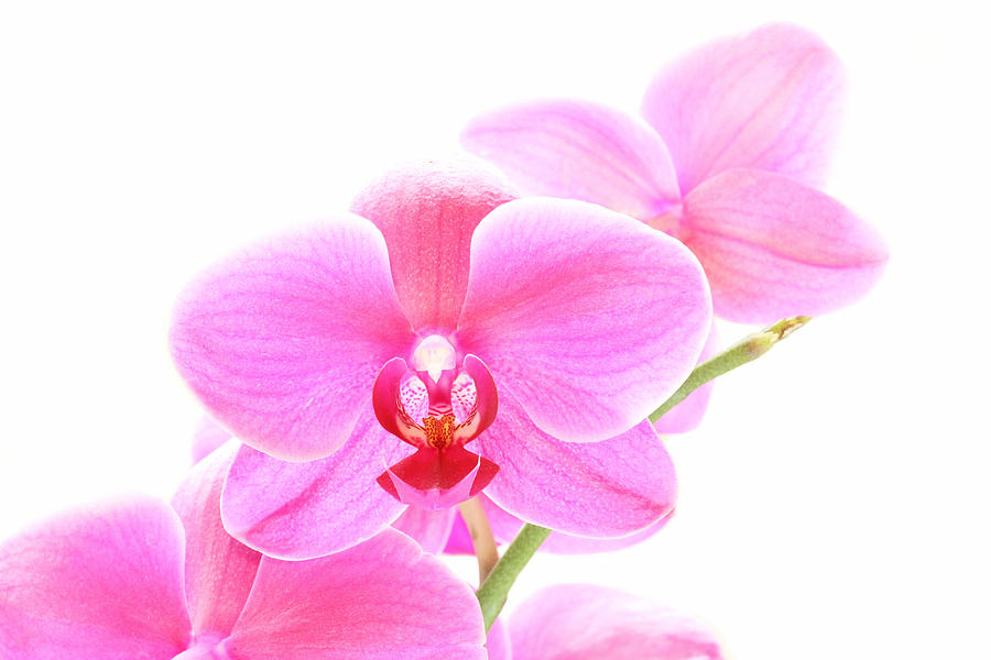 High Key Orchid Photograph by Joe Myeress