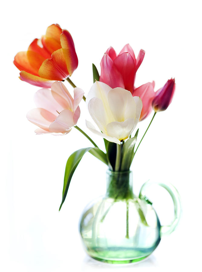 High Key Tulips Photograph by Marilyn Hunt