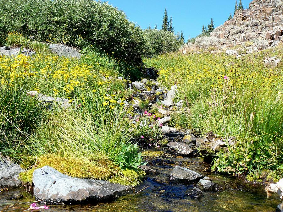 High Mountain Creek Photograph by Jason Rowsell - Fine Art America