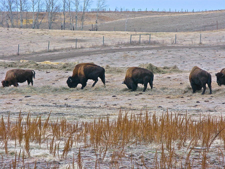 High plains Buffalo Photograph by Brian Sereda