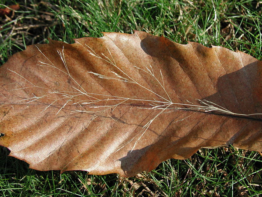 High Point Grass on Chestnut Leaf Photograph by Anna Ruzsan