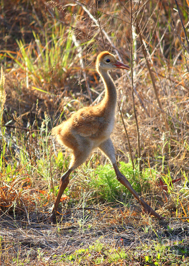 Sandhill Cranes Photograph - High Stepping Sandhill Chick by Carol Groenen