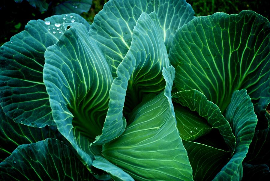 High Summer Cabbage Photograph by Eric Tressler