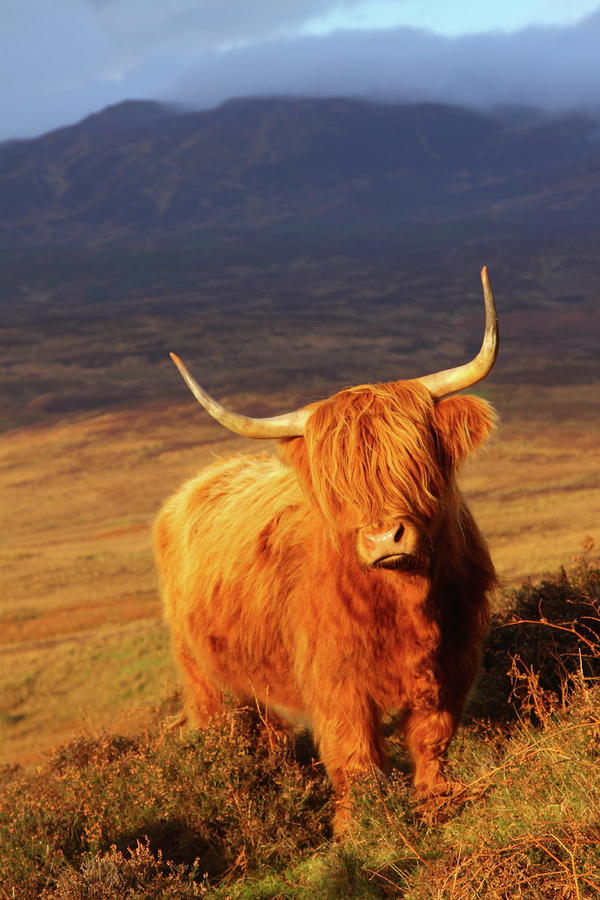 Highland Cattle Photograph by Bruce J Robinson