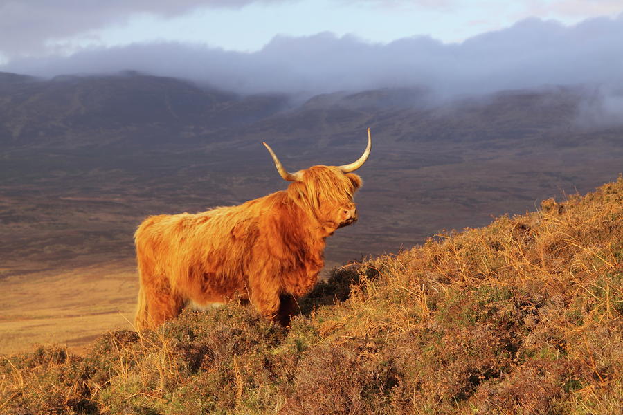 Cow Photograph - Highland Cattle Landscape by Bruce J Robinson