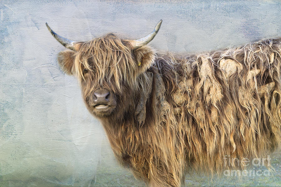Cow Photograph - Highland cattle by Louise Heusinkveld