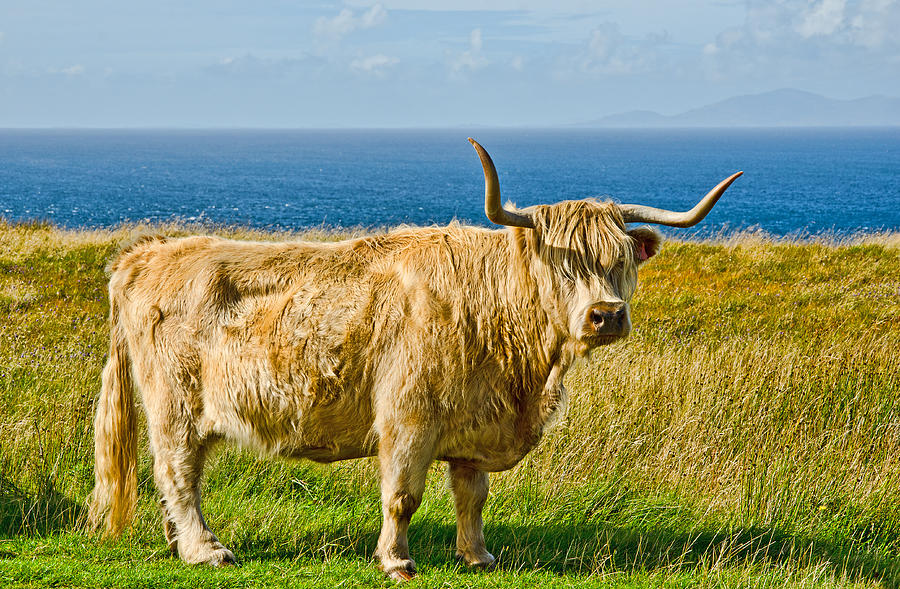 Highland Cow Photograph by Chris Thaxter