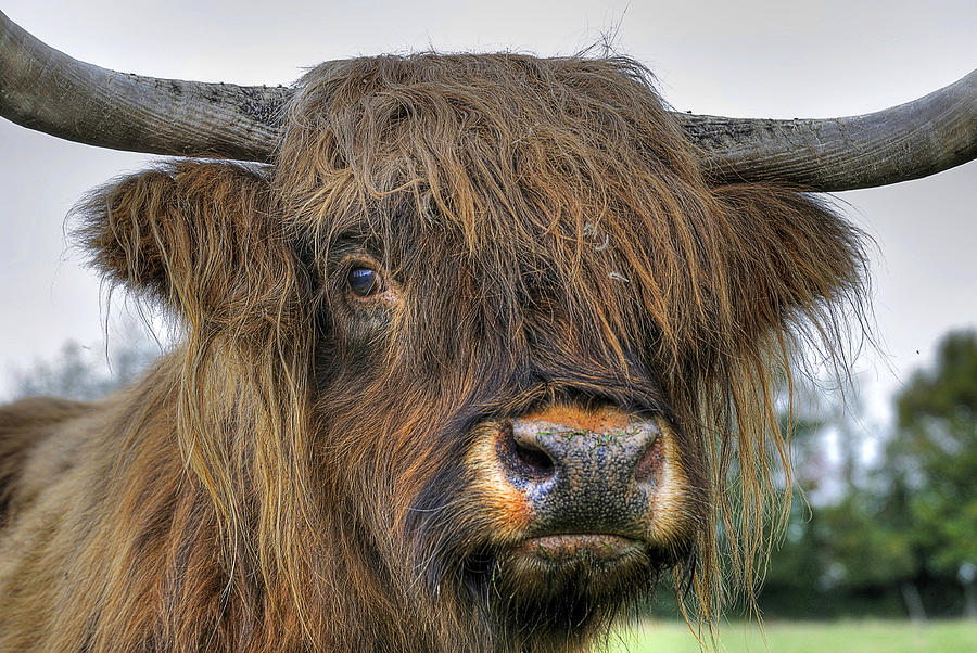 living nature large highland cow with sound