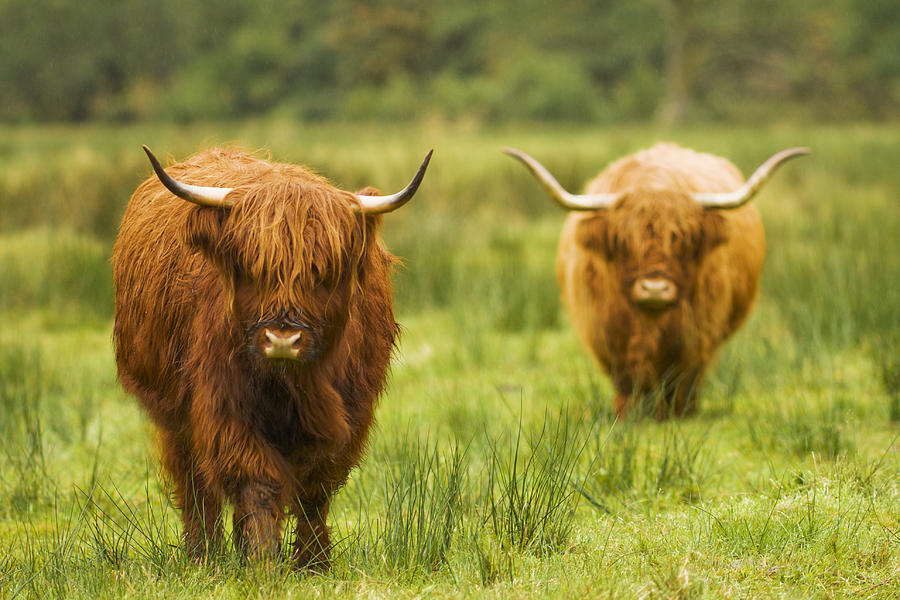 Highland Cows Photograph by © Annette Dahl