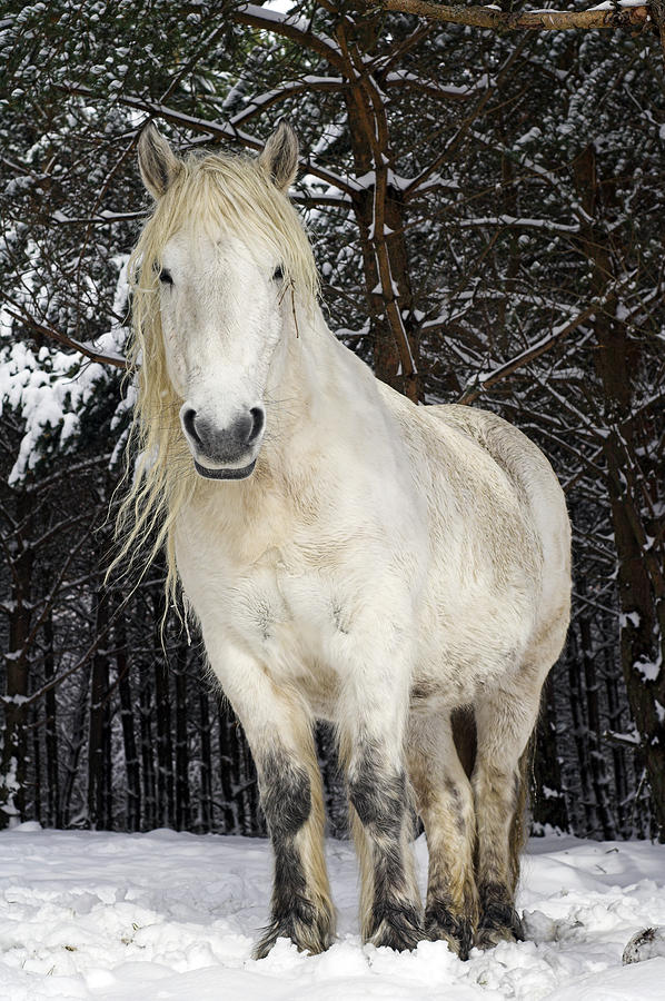 Winter Photograph - Highland Pony by Duncan Shaw