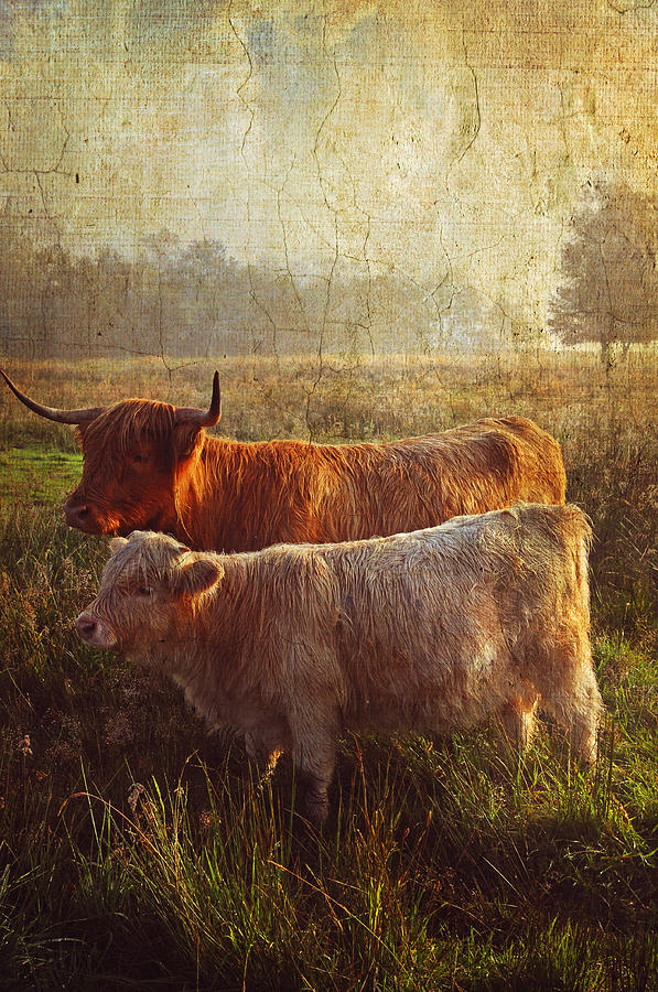 Animal Photograph - Highlanders. Scottish Countryside by Jenny Rainbow