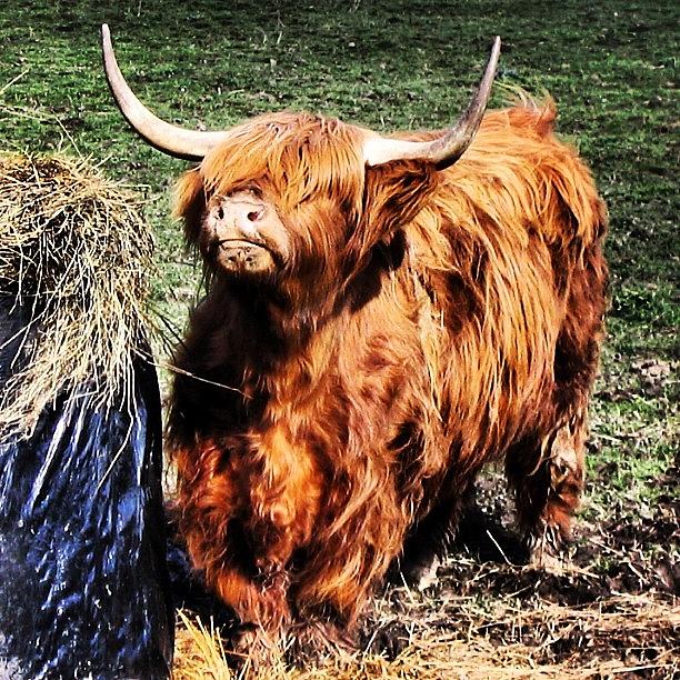 Highlands Cow Photograph by Luisa Azzolini