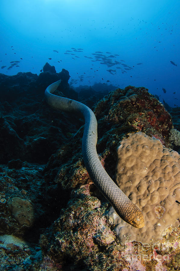 Highly Venomous Olive Sea Snake Photograph by Todd Winner