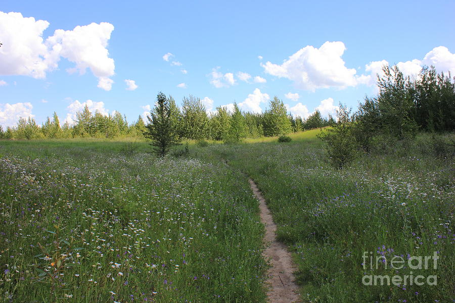 Hiking Trail in a Meadow Photograph by Jim Sauchyn