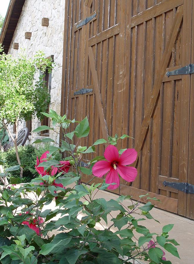 Hill Country Hibiscus Photograph by Elizabeth Sullivan