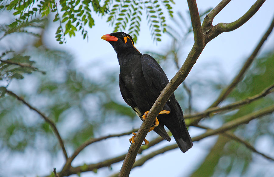 Hill Myna Photograph by Perry Van Munster