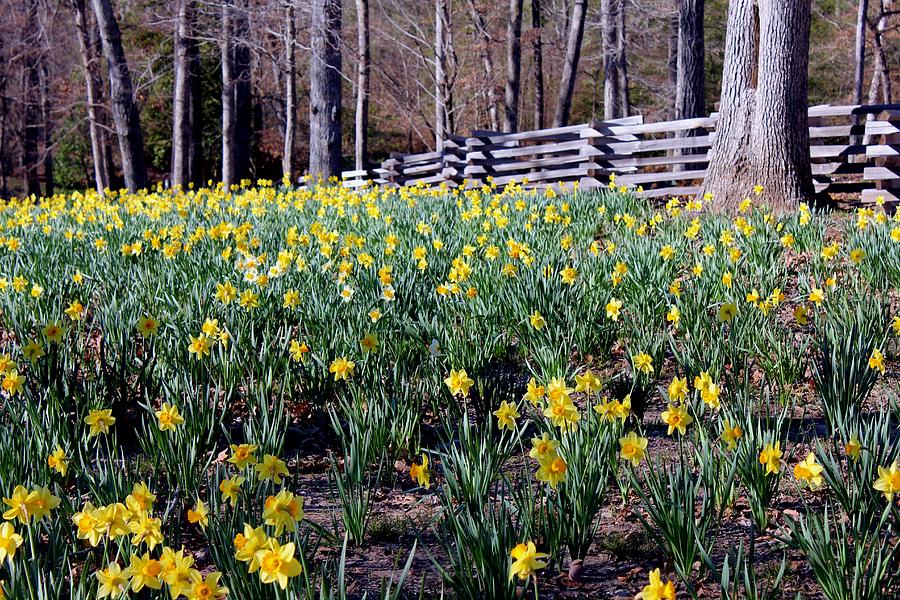 Hills Of Daffodils Photograph by Betty Northcutt Fine Art America