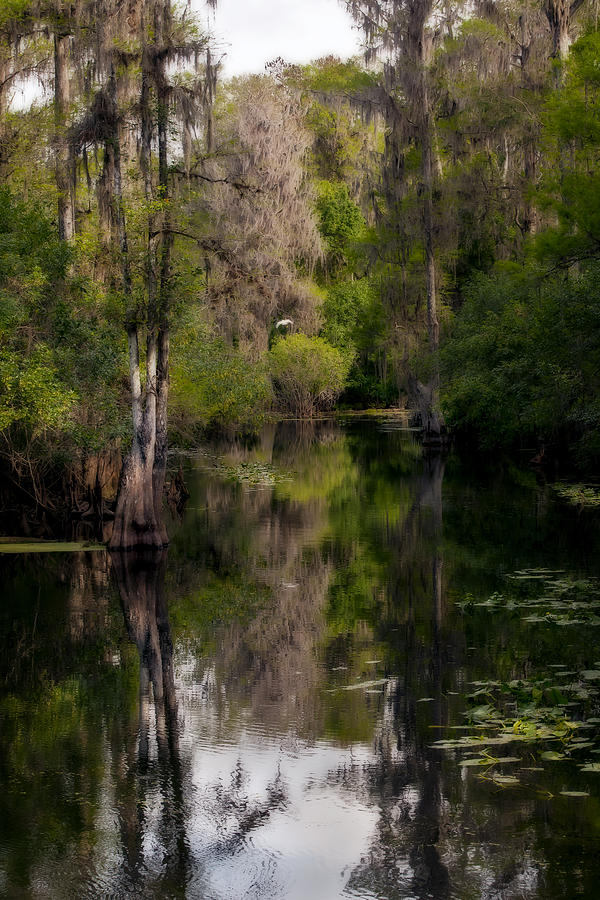 Hillsborough River In March Photograph by Steven Sparks