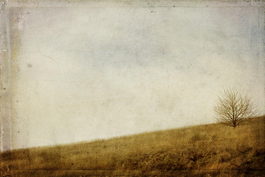 Tree Photograph - Hillside by Rebecca Cozart