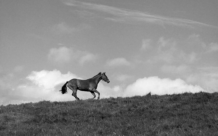 Hilltop Gallop Photograph by Jean Macaluso