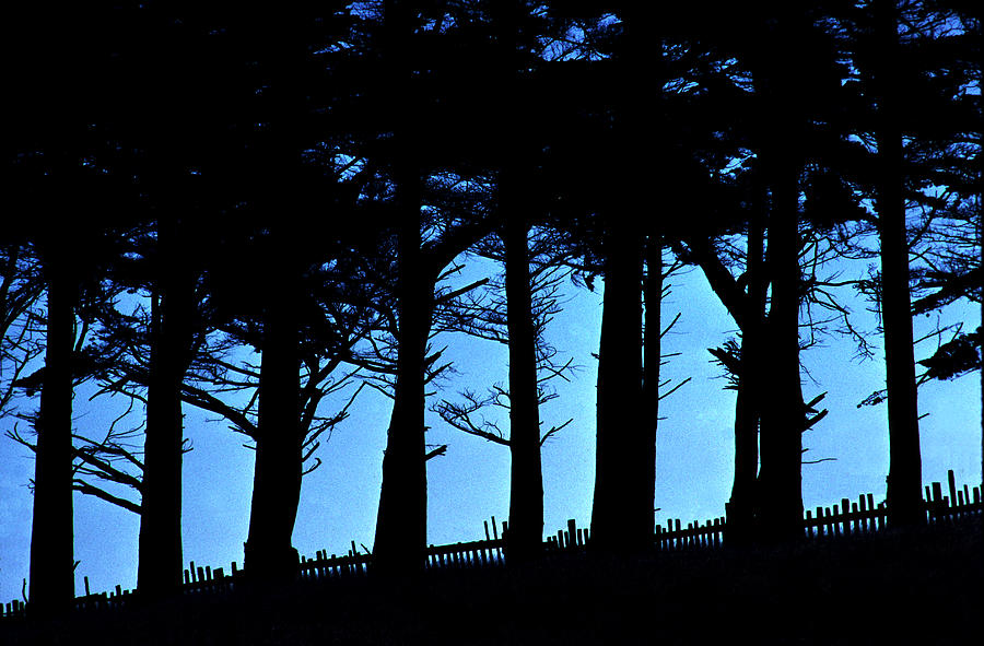 Hilltop Trees Photograph by Mike Flynn